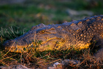 Crocodile on the Chobe river 
