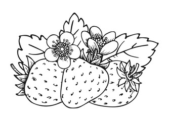 Strawberry bunch of three berries. Coloring book page. Whole ripe wild forest berry with leaves and blossom flowers. Tasty sweet fresh fruit. Juicy strawberries handdrawn clip art black white sketch