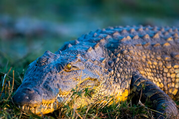 crocodile on the bank 