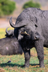 An oxpecker cleaning a buffalo 