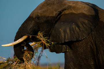 An elephant eating river grass