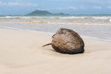 Fototapeta na wymiar Coconut washes up on the shore on a tropical beach in Hawaii, USA