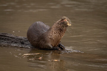 River Otter eating a fish on a log in the marsh