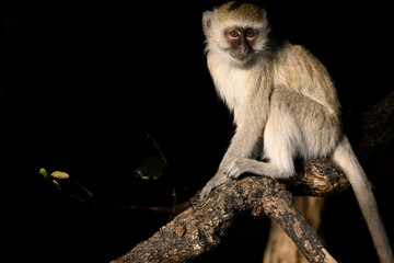 A vervet monkey looking around 