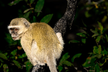 Vervet monkey in a tree 