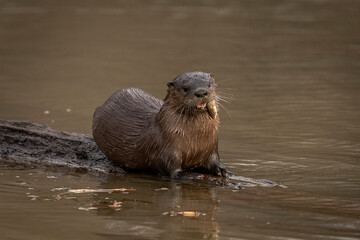 River Otter eating a fish on a log in the marsh