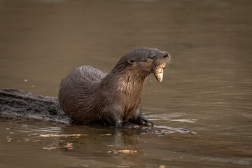 River Otter eating a fish on a log in the marsh