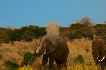elephants in the savannah dusting 