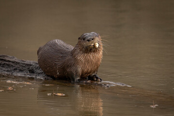 River Otter eating a fish on a log in the marsh