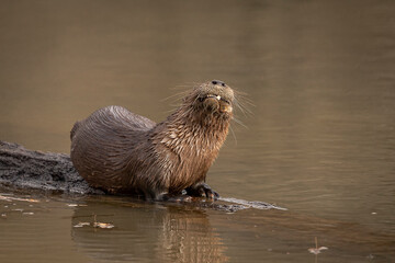 River Otter eating a fish on a log in the marsh