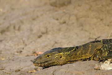 lizard on a rock