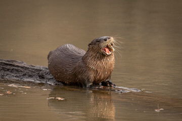 River Otter eating a fish on a log in the marsh