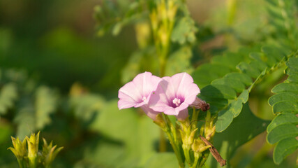 Ipomoea aquatica flower in beautiful purple color on blur background. Suitable for use as wallpaper, quotes, and other graphic resources