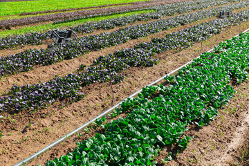 Rows of komatsuna or Japanese mustard spinach plants growing on farm land at sunny day