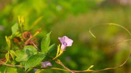 Ipomoea aquatica flower in beautiful purple color on blur background. Suitable for use as wallpaper, quotes, and other graphic resources