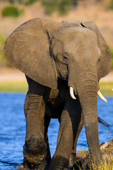 An adult elephant walking through the Chobe River 