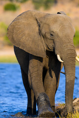 An elephant walking through the river