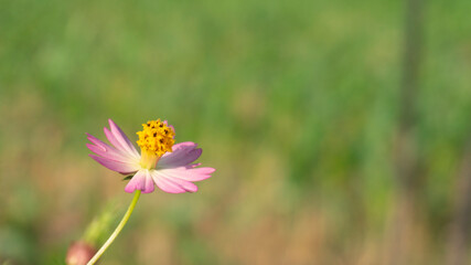 Kenikir or Cosmos caudatus is a type of vegetable that is usually eaten directly as fresh vegetables. Kenikir is planted on agricultural land