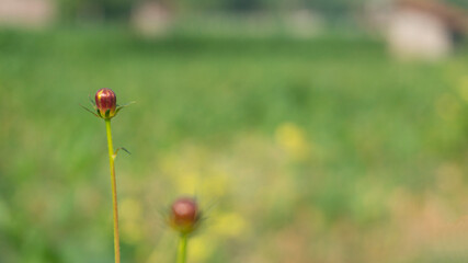 Kenikir or Cosmos caudatus is a type of vegetable that is usually eaten directly as fresh vegetables. Kenikir is planted on agricultural land