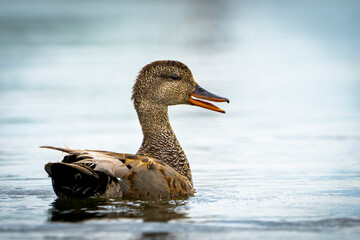 Gadwall duck resting in a marsh