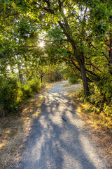Trail in a park with vibrant green trees. Sunny summer sunset.