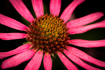 Magnificent echinacea flower in close-up