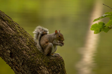 Gray Squirrel eats a nut on a log