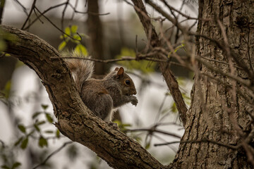 Juvenile Gray Squirrel eats a nut in a tree
