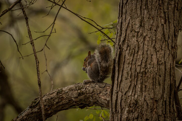 Juvenile Gray Squirrel eats a nut in a tree