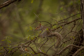 Juvenile Gray Squirrel plays in the tree branches