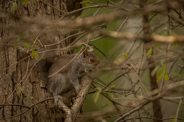 Juvenile Gray Squirrel plays in the tree branches