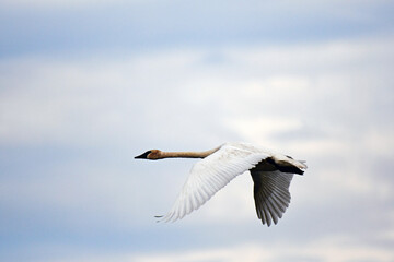 Trumpeter Swan in flight with a blue sky in the background