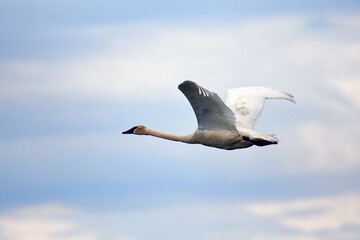 Trumpeter Swan in flight with a blue sky in the background