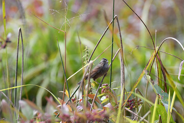 Obraz premium Swamp Sparrow perched on a twig