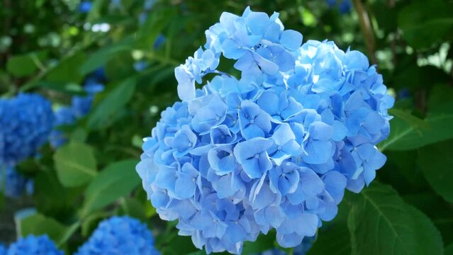 Zoom blue light blue hydrangea