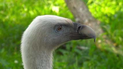 Vulture head close up. Bird of prey in the wild listens.