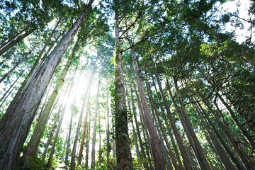 Naklejka premium deepforest lighting