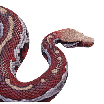  Python Bilder – Durchsuchen 86,619 Archivfotos, Vektorgrafiken und ...