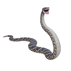 Naklejka premium Eastern diamondback rattlesnake 3D illustration