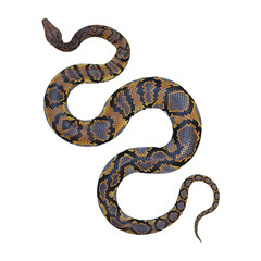 Fototapeta premium Reticulated python 3D illustration