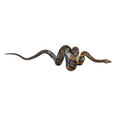 Reticulated python 3D illustration