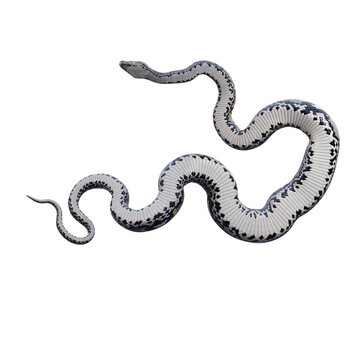 "Asiatic Reticulated Python" Images – Browse 1,612 Stock Photos