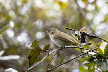 Red-eyed vireo (Vireo olivaceus) in Myakka River State Park, Florida