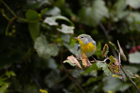 Northern parula (Setophaga americana) in Myakka River State Park, Florida