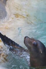 California sea lion splashing water at the water's edge in a pool enclosure at the zoo in Tacoma, Washington.