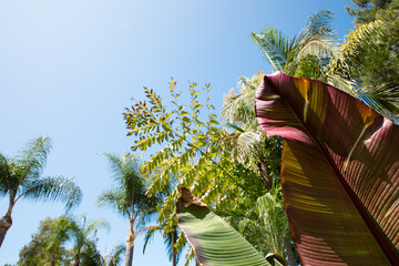 Tropical plants with sky