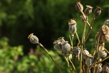 Dry poppy heads outdoors, closeup. Space for text