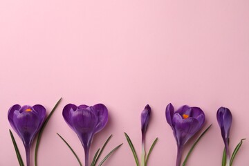 Beautiful purple crocus flowers on pink background, flat lay. Space for text