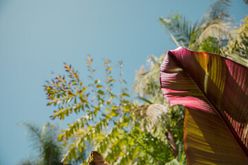 Tropical plants with sky