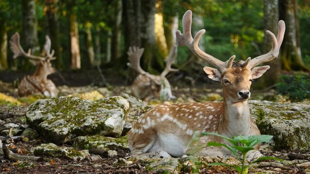 Male fallow deer, buck with antlers resting in natural environment. Deer Dama dama. Vision Park in Auberive region, France. Slow motion